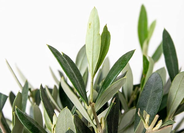 BLOOMIQUE - Lot de 2 - Olea Europaea - Olivier sur tige - Plantes de jardin - H. 30-40 cm - P. 14 cm - large