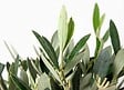 BLOOMIQUE - Lot de 2 - Olea Europaea - Olivier sur tige - Plantes de jardin - H. 30-40 cm - P. 14 cm - vignette