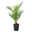 BLOOMIQUE - Phoenix Canariensis - Palmier des Canaries - Palmier rustique - H. 50-70 cm - P. 15 cm - vignette