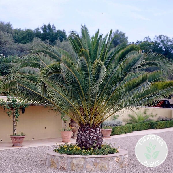 BLOOMIQUE - Phoenix Canariensis - Palmier des Canaries - Palmier rustique - H. 50-70 cm - P. 15 cm - large