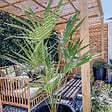 BLOOMIQUE - Chamaerops Humilis - Palmier nain européen - Palmier rustique - H. 60-70 cm - P. 19 cm - vignette