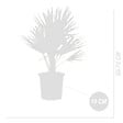 BLOOMIQUE - Chamaerops Humilis - Palmier nain européen - Palmier rustique - H. 60-70 cm - P. 19 cm - vignette