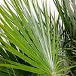 BLOOMIQUE - Chamaerops Humilis - Palmier nain européen - Palmier rustique - H. 60-70 cm - P. 19 cm - vignette