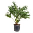 BLOOMIQUE - Chamaerops Humilis - Palmier nain européen - Palmier rustique - H. 80-100 cm - P. 24 cm - vignette