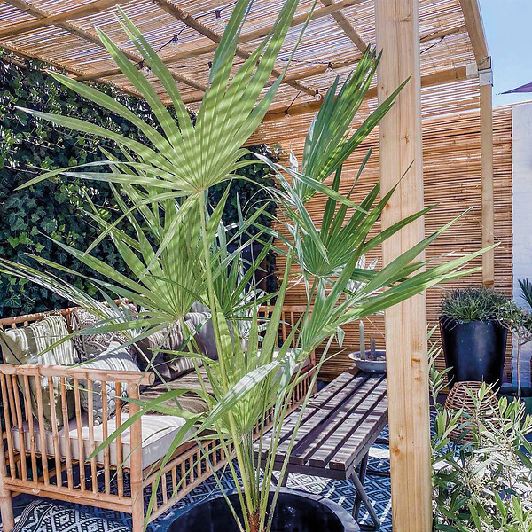 BLOOMIQUE - Chamaerops Humilis - Palmier nain européen - Palmier rustique - H. 80-100 cm - P. 24 cm - large