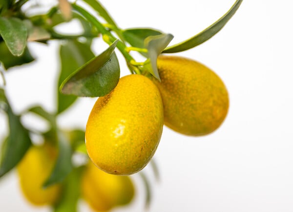 BLOOMIQUE - Lot de 2 - Citrus Kumquat - Kumquat - Oranger nain - Agrume - H. 50-70 cm - P. 19 cm - large
