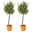 BLOOMIQUE - Olea Europaea - Olivier sur tige - Plantes de jardin - Résistant au gel - H. 80-100 cm - P. 19 cm - vignette