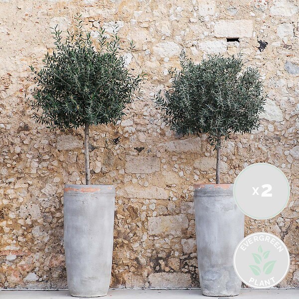 BLOOMIQUE - Olea Europaea - Olivier sur tige - Plantes de jardin - Résistant au gel - H. 80-100 cm - P. 19 cm - large