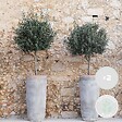 BLOOMIQUE - Olea Europaea - Olivier sur tige - Plantes de jardin - Résistant au gel - H. 80-100 cm - P. 19 cm - vignette