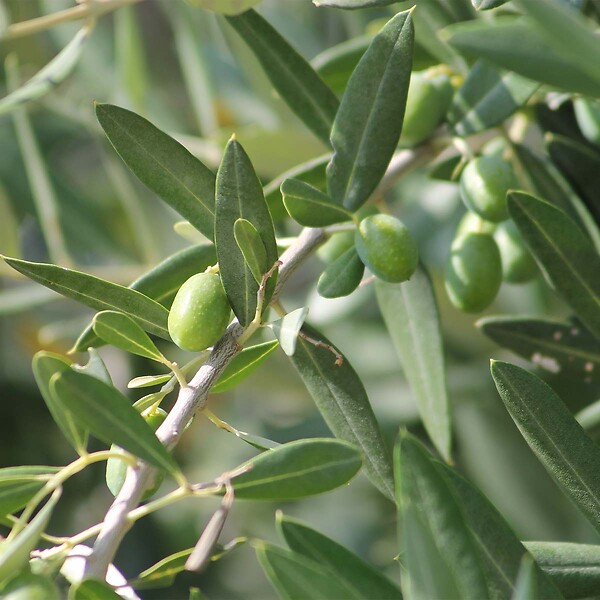 BLOOMIQUE - Olea Europaea - Olivier sur tige - Plantes de jardin - Résistant au gel - H. 80-100 cm - P. 19 cm - large