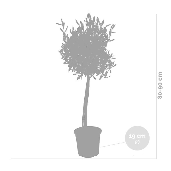 BLOOMIQUE - Olea Europaea - Olivier sur tige - Plantes de jardin - Résistant au gel - H. 80-100 cm - P. 19 cm - large