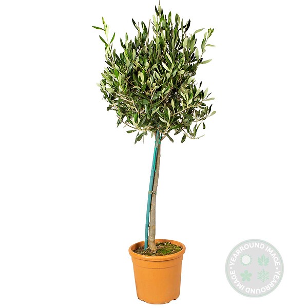 BLOOMIQUE - Olea Europaea - Olivier sur tige - Plantes de jardin - Résistant au gel - H. 80-100 cm - P. 19 cm - large