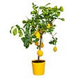 BLOOMIQUE - Citrus limon - Citronnier - Arbre fruitier - Citrus - Plante de jardin - H. 60-80 cm - P. 21 cm - vignette
