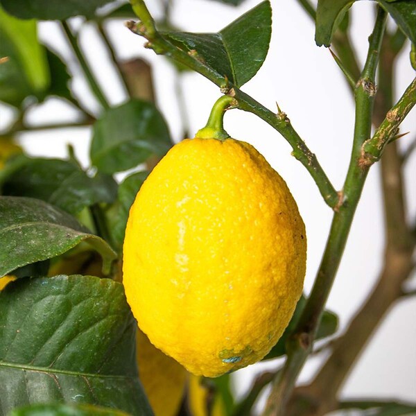BLOOMIQUE - Citrus limon - Citronnier - Arbre fruitier - Citrus - Plante de jardin - H. 60-80 cm - P. 21 cm - large