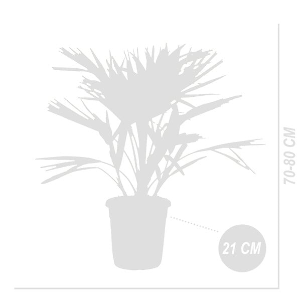 BLOOMIQUE - Lot de 2 - Chamaerops Humilis - Palmier nain européen - Palmier rustique - H. 70-80 cm - P. 21 cm - large