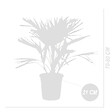 BLOOMIQUE - Lot de 2 - Chamaerops Humilis - Palmier nain européen - Palmier rustique - H. 70-80 cm - P. 21 cm - vignette