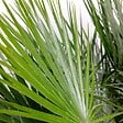 BLOOMIQUE - Lot de 2 - Chamaerops Humilis - Palmier nain européen - Palmier rustique - H. 70-80 cm - P. 21 cm - vignette