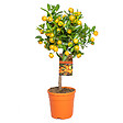 BLOOMIQUE - Citrus Calamondin - Oranger d’intérieur - Agrume - Arbre fruitier - H. 50-70 cm - P. 19 cm - vignette