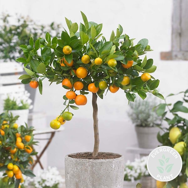 BLOOMIQUE - Citrus Calamondin - Oranger d’intérieur - Agrume - Arbre fruitier - H. 50-70 cm - P. 19 cm - large