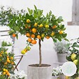 BLOOMIQUE - Citrus Calamondin - Oranger d’intérieur - Agrume - Arbre fruitier - H. 50-70 cm - P. 19 cm - vignette
