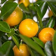 BLOOMIQUE - Citrus Calamondin - Oranger d’intérieur - Agrume - Arbre fruitier - H. 50-70 cm - P. 19 cm - vignette
