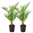 BLOOMIQUE - Lot de 2 - Phoenix Canariensis - Palmier dattier des Canaries - H. 50-70 cm - P. 15 cm - vignette