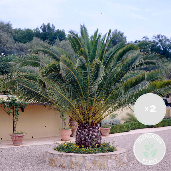 BLOOMIQUE - Lot de 2 - Phoenix Canariensis - Palmier dattier des Canaries - H. 50-70 cm - P. 15 cm - large