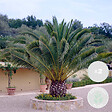 BLOOMIQUE - Lot de 2 - Phoenix Canariensis - Palmier dattier des Canaries - H. 50-70 cm - P. 15 cm - vignette