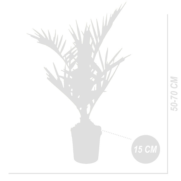 BLOOMIQUE - Lot de 2 - Phoenix Canariensis - Palmier dattier des Canaries - H. 50-70 cm - P. 15 cm - large