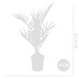 BLOOMIQUE - Lot de 2 - Phoenix Canariensis - Palmier dattier des Canaries - H. 50-70 cm - P. 15 cm - vignette