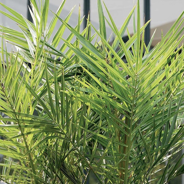 BLOOMIQUE - Lot de 2 - Phoenix Canariensis - Palmier dattier des Canaries - H. 50-70 cm - P. 15 cm - large