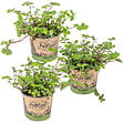BLOOMIQUE - Lot de 3 - Callisia repens - Plante tortue - Comestible pour animaux - H. 10-20 cm - P. 12 cm - vignette