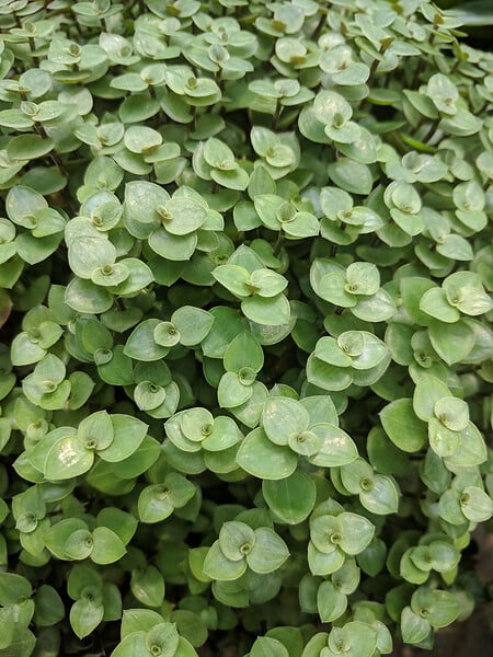 BLOOMIQUE - Lot de 3 - Callisia repens - Plante tortue - Comestible pour animaux - H. 10-20 cm - P. 12 cm - large