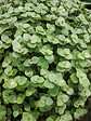 BLOOMIQUE - Lot de 3 - Callisia repens - Plante tortue - Comestible pour animaux - H. 10-20 cm - P. 12 cm - vignette
