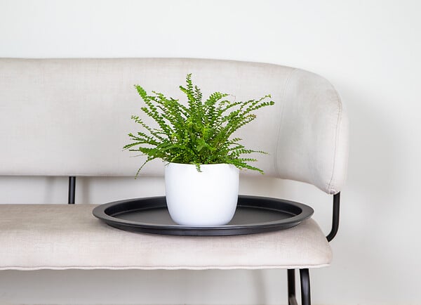 BLOOMIQUE - Nephrolepis Duffi - Fougère frisée - Plante d’intérieur - Dépolluante - H. 20-30 cm - P. 12 cm - large