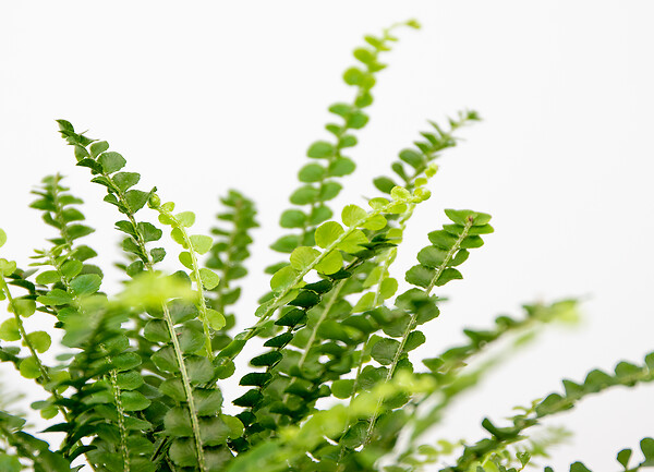 BLOOMIQUE - Nephrolepis Duffi - Fougère frisée - Plante d’intérieur - Dépolluante - H. 20-30 cm - P. 12 cm - large