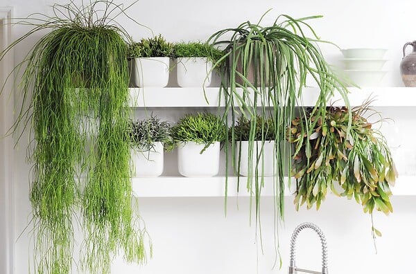 BLOOMIQUE - Lepismium Bolivianum - Plantes d’intérieur - Plantes suspendues - H. 20-30 cm - large