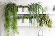 BLOOMIQUE - Lepismium Bolivianum - Plantes d’intérieur - Plantes suspendues - H. 20-30 cm - vignette