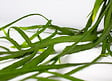 BLOOMIQUE - Lepismium Bolivianum - Plantes d’intérieur - Plantes suspendues - H. 20-30 cm - vignette