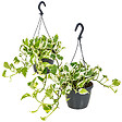 BLOOMIQUE - Lot de 2 Scindapsus N-Joy - Lierre du Diable - Plantes suspendues ou grimpantes - Dépolluantes - vignette