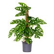 BLOOMIQUE - Monstera Adansonii avec tuteur - Plante 'Monkey Leaf' - Dépolluante - H. 70-80 cm - P. 17 cm - vignette