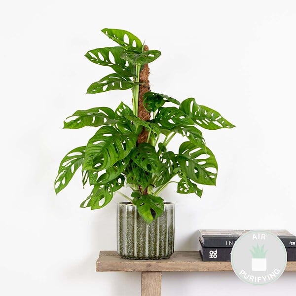 BLOOMIQUE - Monstera Adansonii avec tuteur - Plante 'Monkey Leaf' - Dépolluante - H. 70-80 cm - P. 17 cm - large