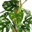 BLOOMIQUE - Monstera Adansonii avec tuteur - Plante 'Monkey Leaf' - Dépolluante - H. 70-80 cm - P. 17 cm - vignette