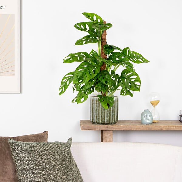 BLOOMIQUE - Monstera Adansonii avec tuteur - Plante 'Monkey Leaf' - Dépolluante - H. 70-80 cm - P. 17 cm - large