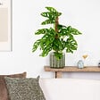 BLOOMIQUE - Monstera Adansonii avec tuteur - Plante 'Monkey Leaf' - Dépolluante - H. 70-80 cm - P. 17 cm - vignette