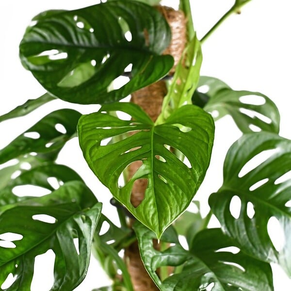 BLOOMIQUE - Monstera Adansonii avec tuteur - Plante 'Monkey Leaf' - Dépolluante - H. 70-80 cm - P. 17 cm - large