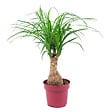 BLOOMIQUE - Beaucarnea Recurvata - Pied d’éléphant - Plantes d’intérieur - Dépolluante - H. 30-40 cm - P. 12 cm - vignette
