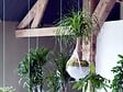 BLOOMIQUE - Beaucarnea Recurvata - Pied d’éléphant - Plantes d’intérieur - Dépolluante - H. 30-40 cm - P. 12 cm - vignette