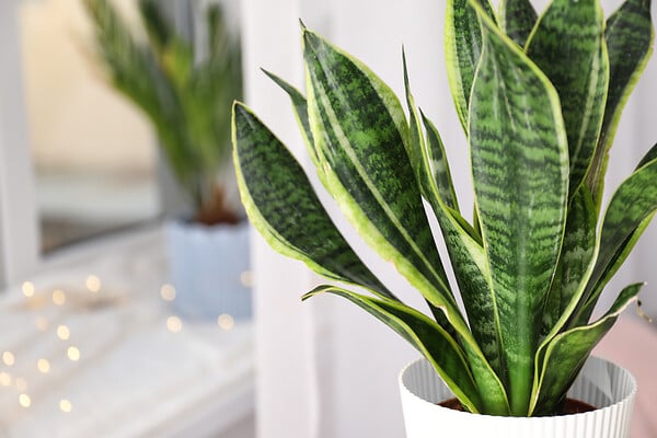 BLOOMIQUE - Sansevieria Black Coral - Langue de belle-mère - Plantes d’intérieur - H. 20-30 cm - P. 12 cm - large
