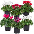 BLOOMIQUE - Lot de 6 - Cyclamen Persicum - Cyclamen de patio - Plantes vivaces - H. 15-25 cm - P. 10,5 cm - vignette
